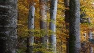 Blick in einen hellen, herbstlich belaubten Buchenwald