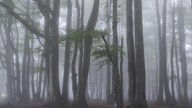 Blick in einen lichten Buchenwald, der von leichtem Nebel durchzogen ist