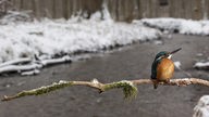 Eisvogel sitzt auf einem Ast, der über einem Bach hängt, dahinter liegt ein winterlicher Wald.