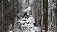 Ein Fuchs sitzt auf einem großen Felsen inmitten eines verscheiten Waldes