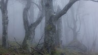 ein Weidbuchenwald liegt in dunstigem Nebel