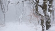 Knorrige Weidbuchen stehen im tief verschneiten Winterwald