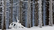 Schneebedeckter Fichtenwald, im Vordergrund liegt ein Ast, der mit dicken Reifkristallen berzogen ist.