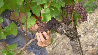 Ethischer Weinbau