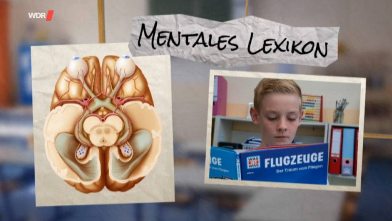 Ein Bild von einem Gehirn, ein Foto von einem Jungen mit Buch und der Schriftzug "Mentales Lexikon"