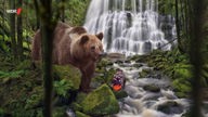 Fotocollage: Ein Braunbär am Fluss, auf einem Stein sitzt ein Schmetterling