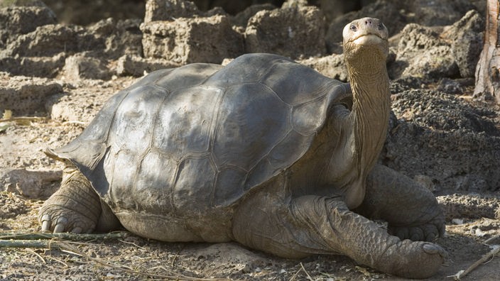 Mit "Lonesome George" starb 2012 das letzte Exemplar der Riesenschildkröten-Unterart "Geochelone nigra abingdoni"