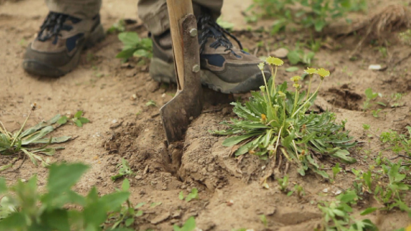 Zwei Füße in Arbeitsschuhen auf einem Feld. Einer sticht eine Schaufel in die Erde unter einer Löwenzahnpflanze mit mehreren gelben Blüten.