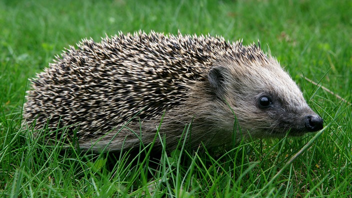 Igel sind eigentlich in ganz Deutschland heimisch. Die einzigen Ausnahmen bilden die kleinen Nordseeinseln. Dort können die eingeschleppten Stacheltiere große Schäden anrichten. | Bildquelle: WDR Igel sind eigentlich in ganz Deutschland heimisch. Die einzigen Ausnahmen bilden die kleinen Nordseeinseln. Dort können die eingeschleppten Stacheltiere große Schäden anrichten.
