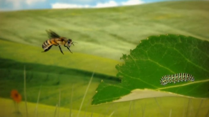 Animation einer Biene in der Natur und ein Würmchen auf einem Blatt.