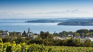 Im Vordergrund Weinreben. Im Hintergrund der Bodensee und die Alpen