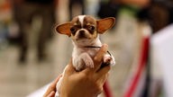 Ein Chihuahua wird hochgehalten.
