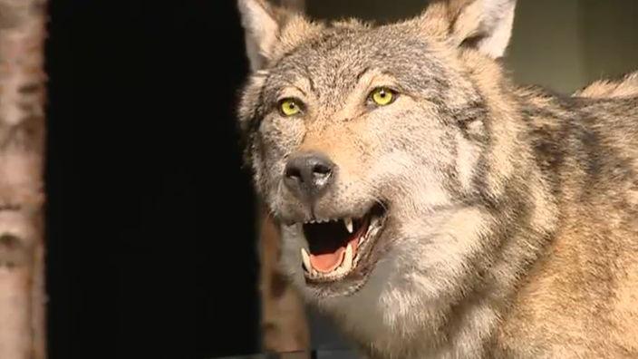 Gesicht von einem ausgestopften Wolf im Museum.