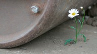 Margerite vor Walze