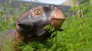 Farbgebung beim Psittacosaurus