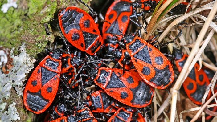 Gruppe Gemeiner Feuerwanze (Pyrrhocoris apterus) an einem Baumstamm | Bildquelle: picture alliance / blickwinkel/H. Bellmann/F. Hecke Gruppe Gemeiner Feuerwanze (Pyrrhocoris apterus) an einem Baumstamm