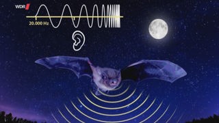 Vor einem Nachthimmel fliegt eine Fledermaus. Durch Wellen und Halbkreise sind Ultraschall und Echos angedeutet.