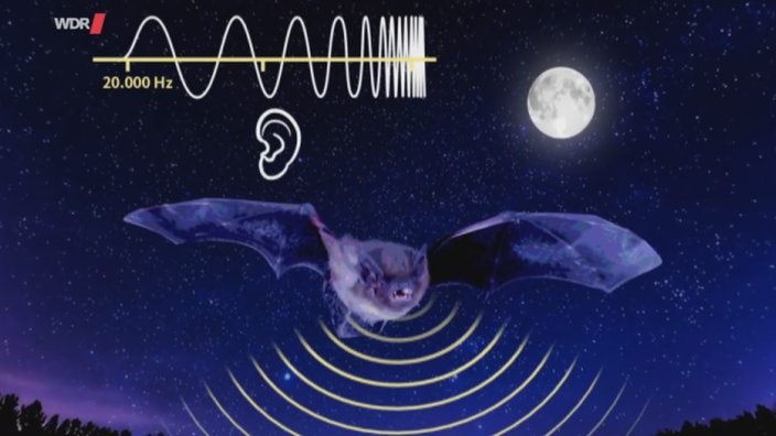 Vor einem Nachthimmel fliegt eine Fledermaus. Durch Wellen und Halbkreise sind Ultraschall und Echos angedeutet.