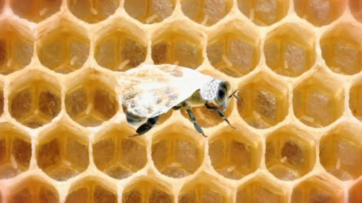 Eine Biene auf dem Hintergrund von Bienenwaben.