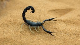 Ein schwarzer Skorpion