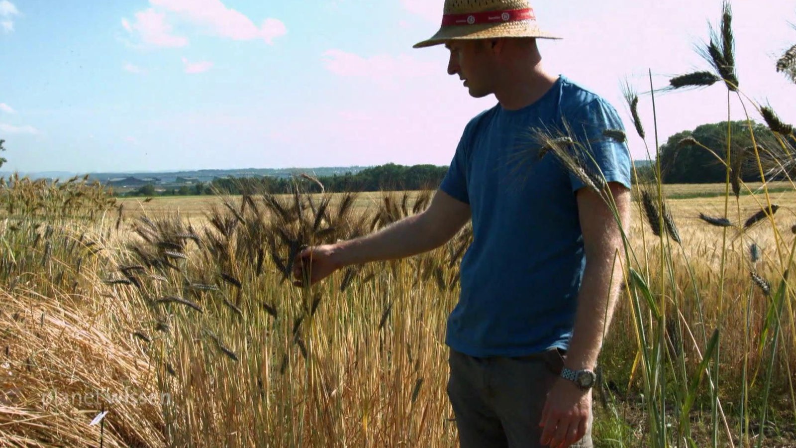 Getreideforscher Friedrich Longin auf einem Feld auf dem Schwarzer Emmer wächst.
