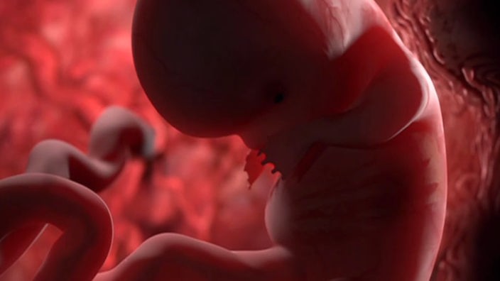 Abbildung eines Embryos.