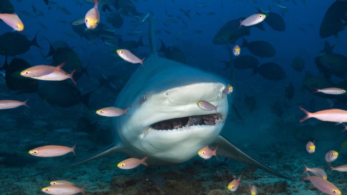 Frontalaufnahme von einem Hai umgeben von kleineren Fischen.