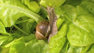 Schnecke auf Salatblatt