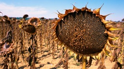 Verdorrte Sonnenblumen auf einem Feld 