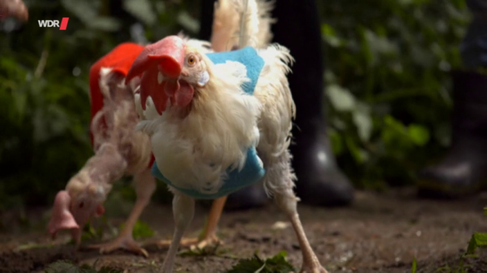 Ein zerrupftes Huhn mit einem Schutzpulli