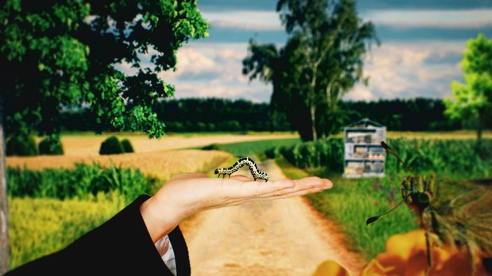 Ein Wanderweg zwischen Feldern und Bäumen. Davor eine Hand auf der eine Raupe sitzt.