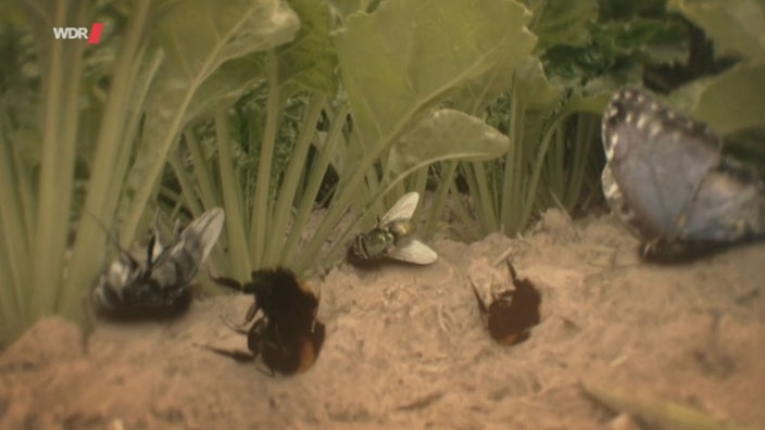 Auf der Erde zwischen Ackerpflanzen liegen tote Insekten: ein Schmetterling, Hummeln und Fliegen.