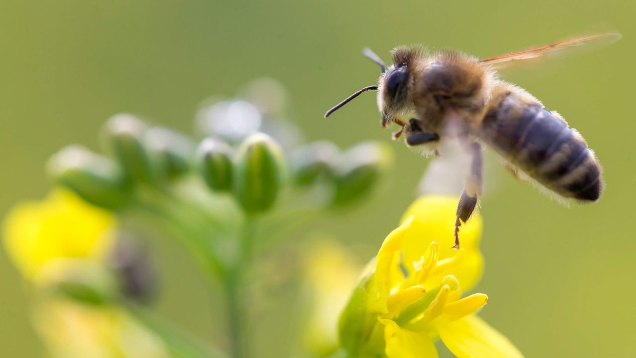 Biene fliegt auf gelbe Blüte zu. 