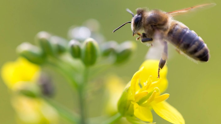 Biene fliegt auf gelbe Blüte zu. | Bildquelle: dpa/Michael Reichel Biene fliegt auf gelbe Blüte zu.