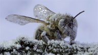 Nahaufnahme einer Biene, die voller Blütenstaub ist.