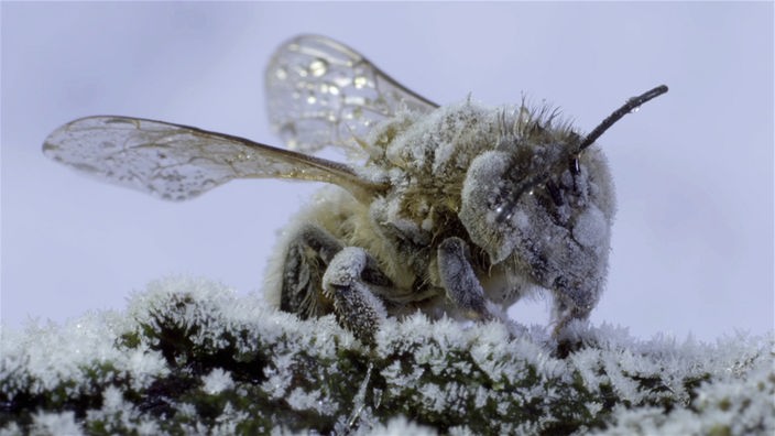 Nahaufnahme einer Biene, die voller Blütenstaub ist.