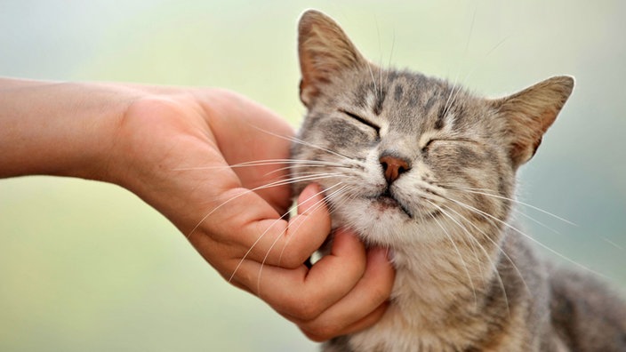 Eine Katze wird am Kopf gekrault | Bildquelle: Mauritius/Michael Weber Eine Katze wird am Kopf gekrault