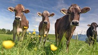 Vier junge Rinder auf einer Wiese.