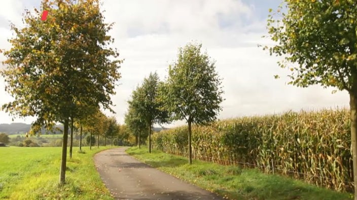 Eine Straße führt zwischen Bäumen an einem Feld entlang