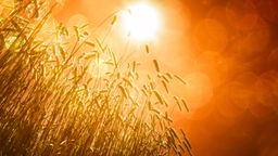 Reifes Getreide auf einem Feld von unten gegen die Sonne fotografiert, die an einem orangenen Himmel scheint.