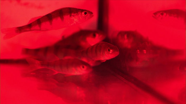 Fische im Lichtversuch