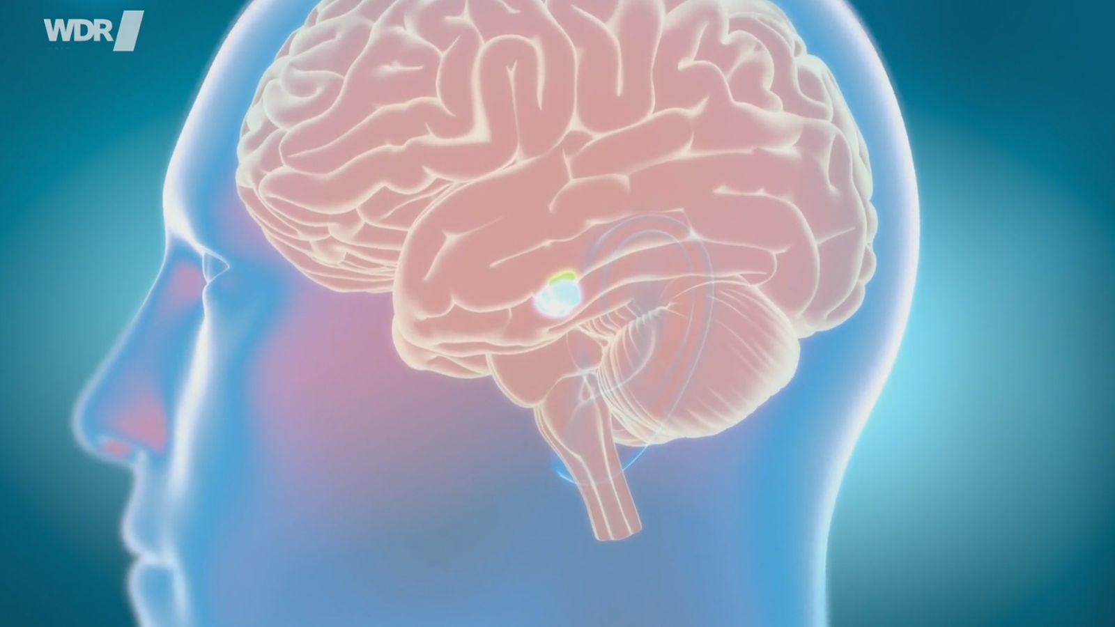 Computergrafik: ein menschlicher Kopf von der Seite, darin ist das Gehirn zu sehen