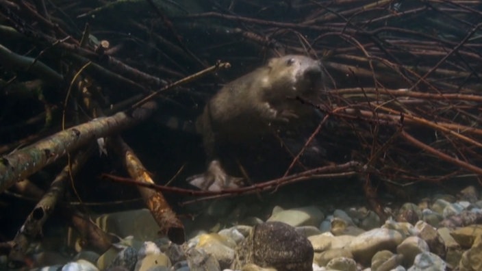 Ein Biber unter Wasser inmitten vieler Zweige