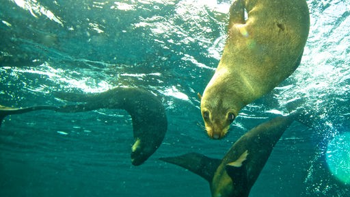Drei Robben tauchen unter Wasser.