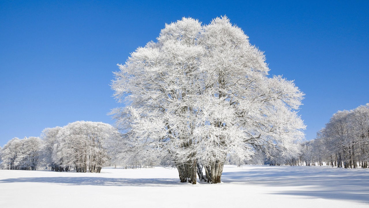 Schnee – Warum er für uns und die Natur so wichtig ist - Planet Wissen -  Sendungen A-Z - Video - Mediathek - WDR
