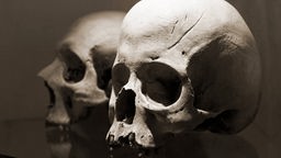Zwei menschliche Schädel vor dunklerem Hintergrund.