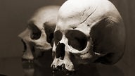 Zwei menschliche Schädel vor dunklerem Hintergrund.