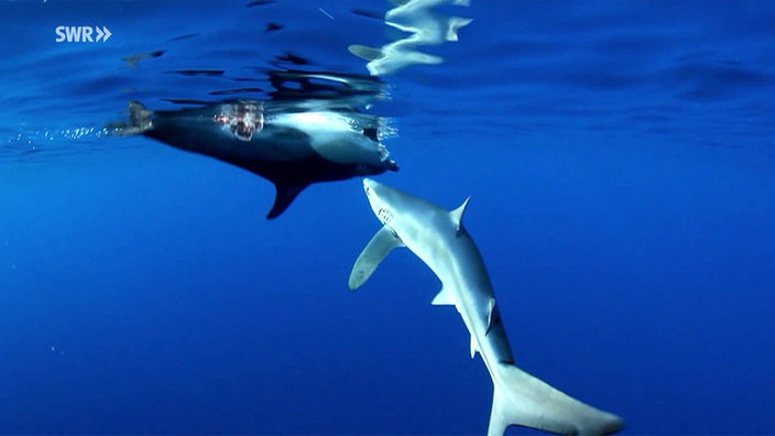 Die Bedeutung der Haie für das Ökosystem Meer
