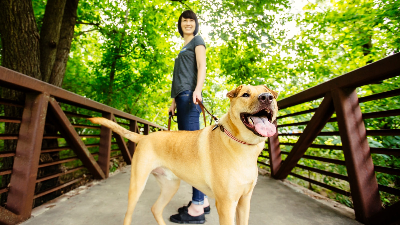 Hundehaltung: Warum zieht der Hund so heftig an der Leine? - Sendungen