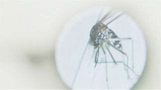 Invasive Insektenarten – Mückenjäger